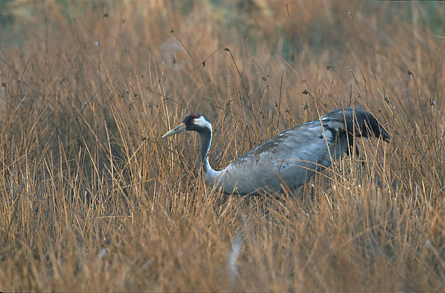 Grullas. Grus Grus