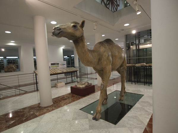 Museo Etnográfico y de Ciencias Naturales de Jumilla