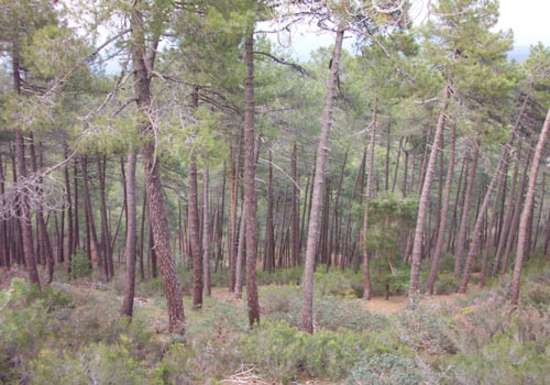 Pinar de camino al cañón 